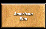 American Elm